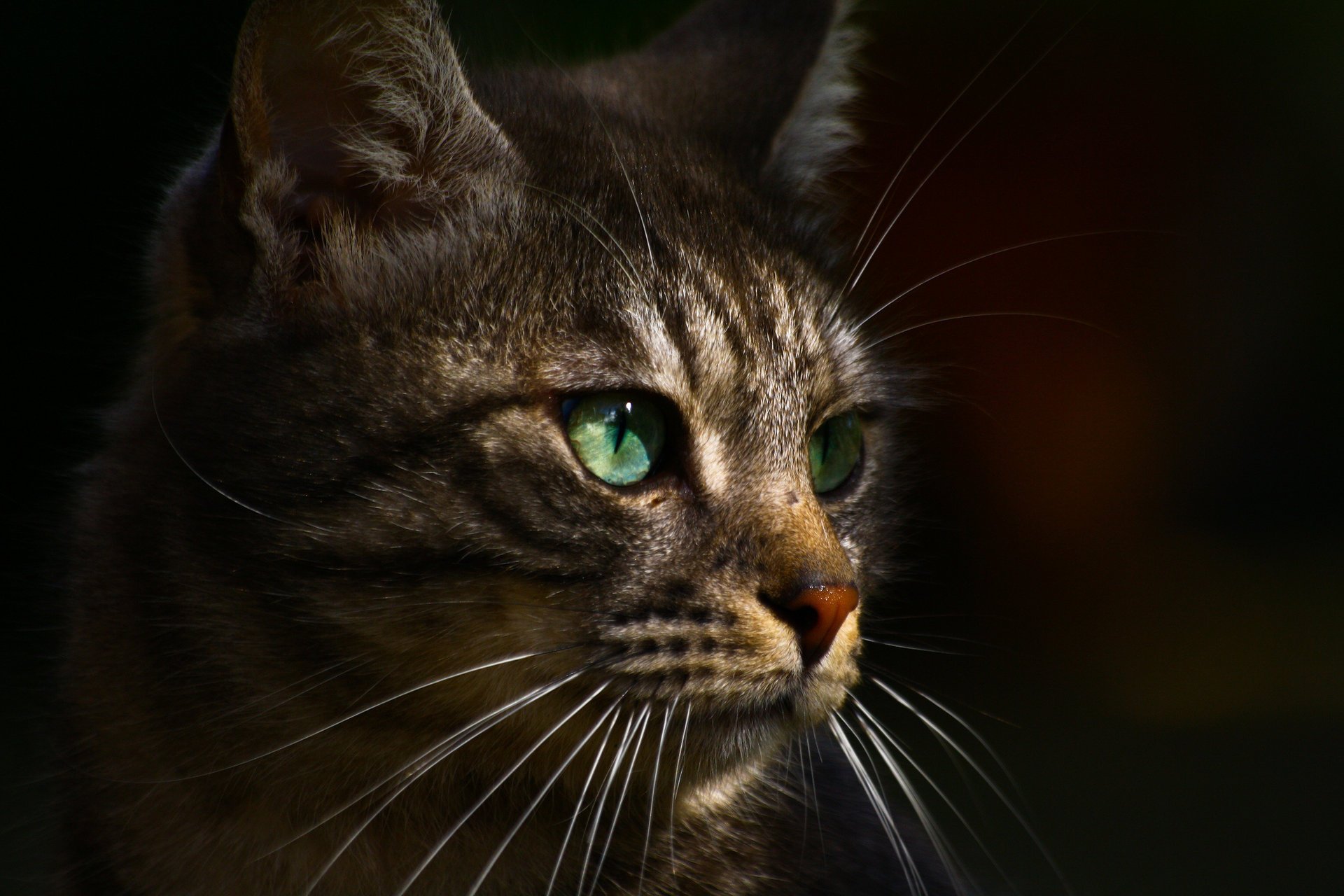 chat vert profil yeux gris