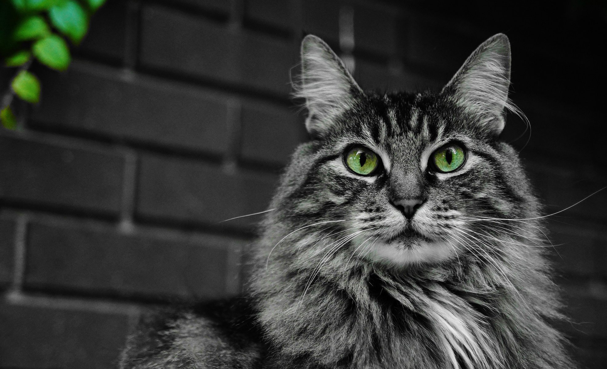 cat fluffy eyes cat mustache green muzzle