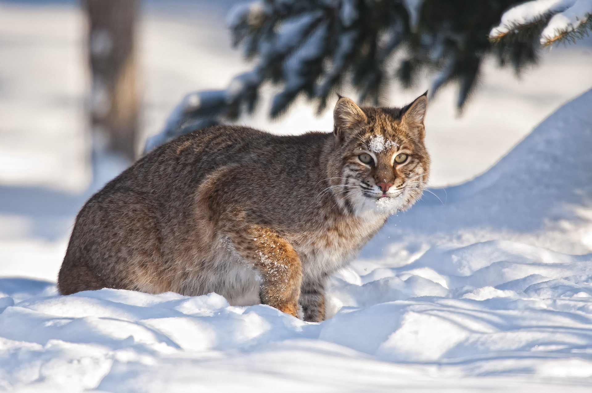 lince invierno nieve