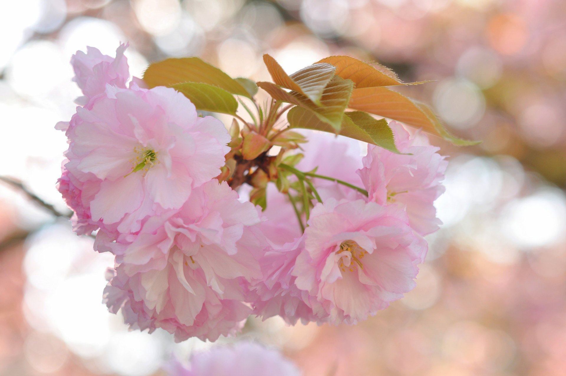 flowers branch sakura pink background glare leave