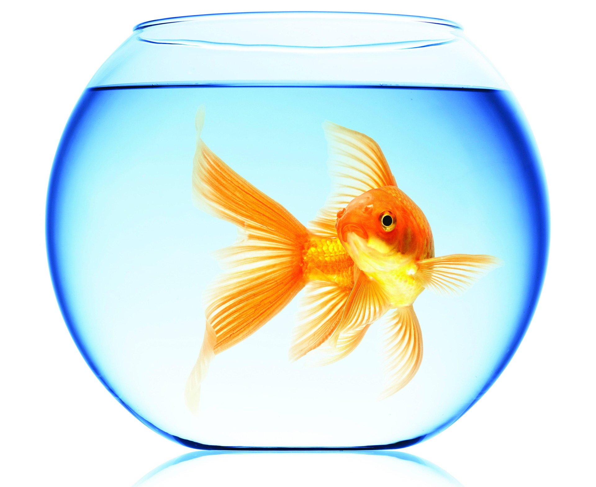 goldfish round aquarium floats water