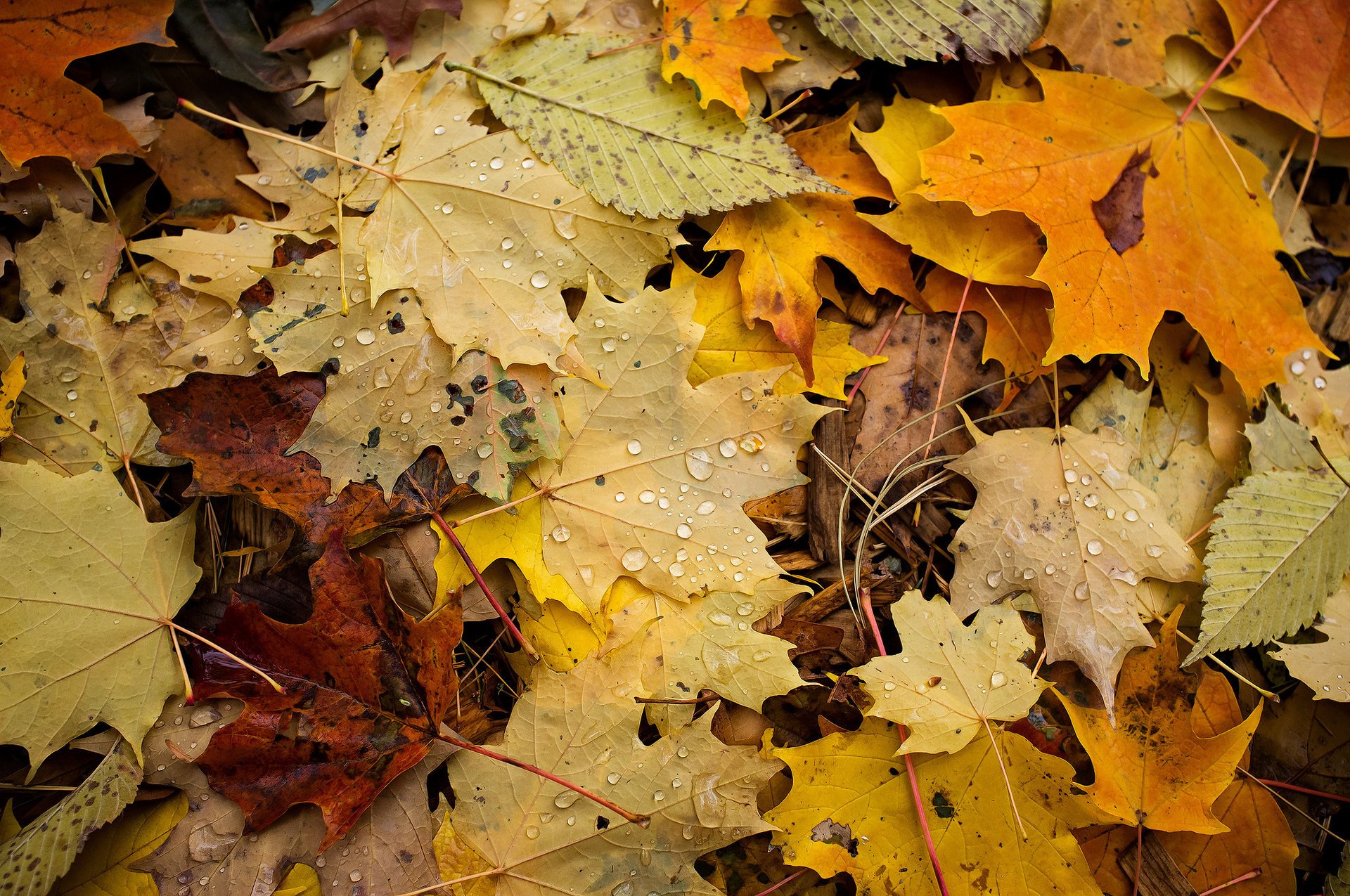 gros plan feuillage gouttes automne