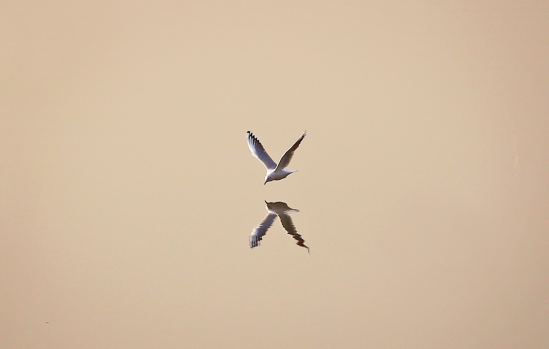 water reflection seagull