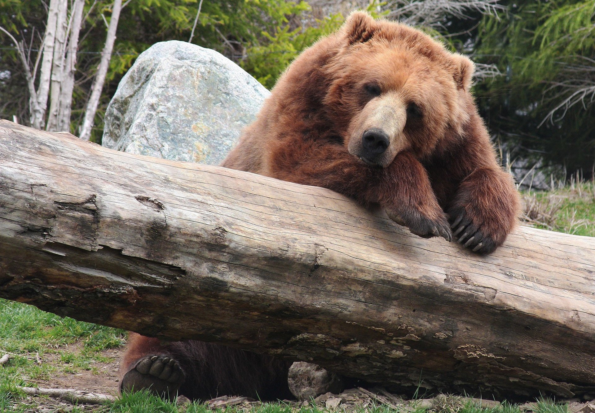 природа медведь brown bear бурый отдых бревно