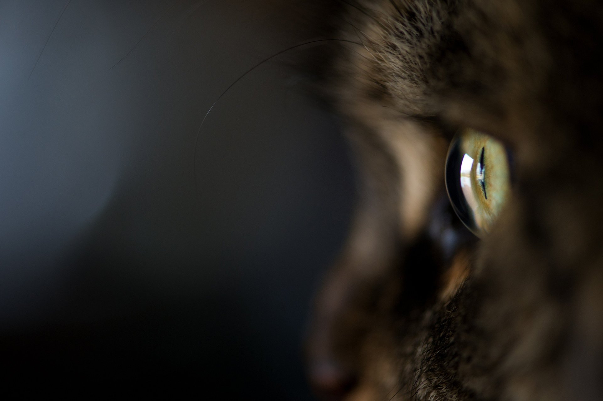 cat kote wool macro cat eye dark background