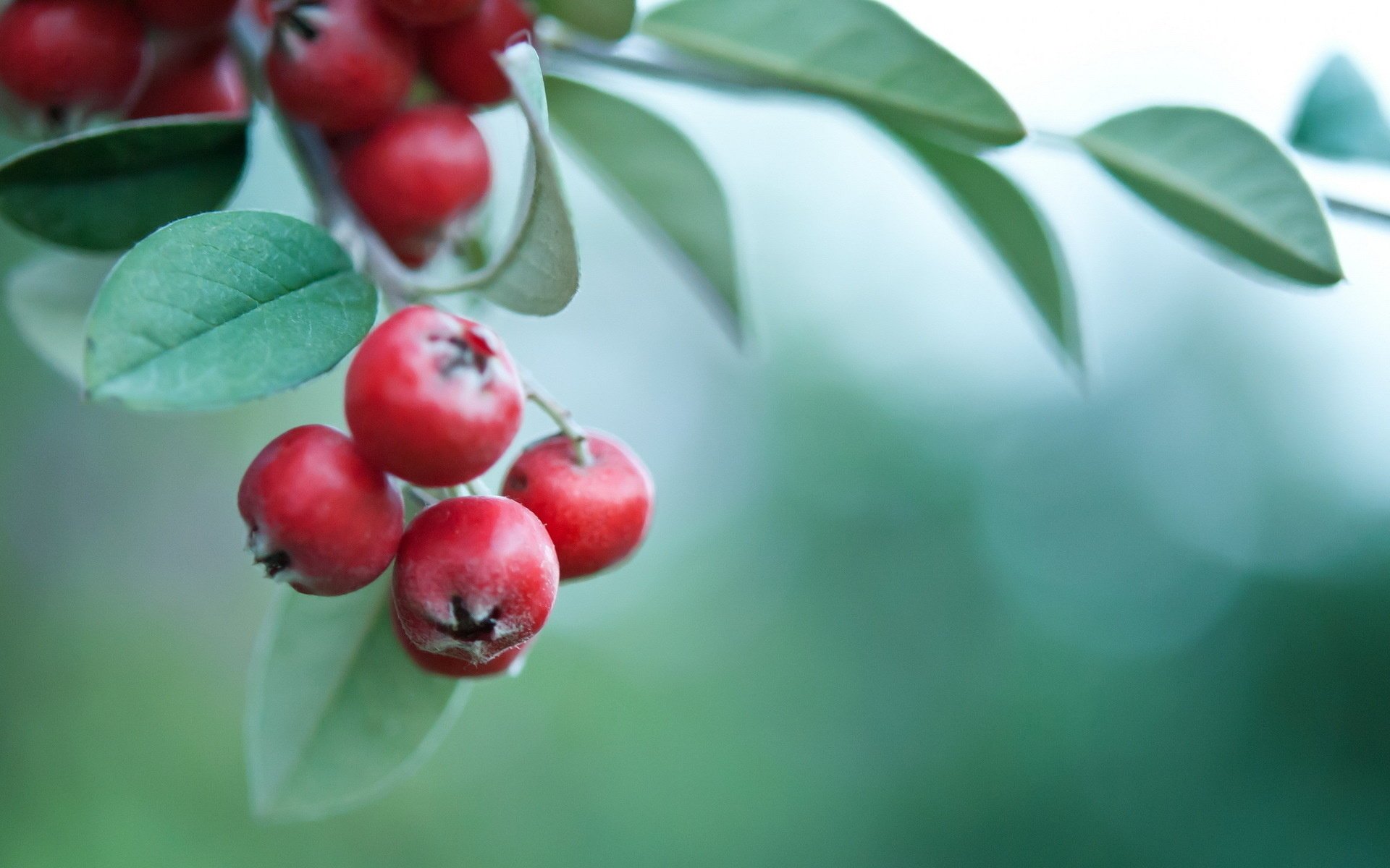 branch background red leaves berrie