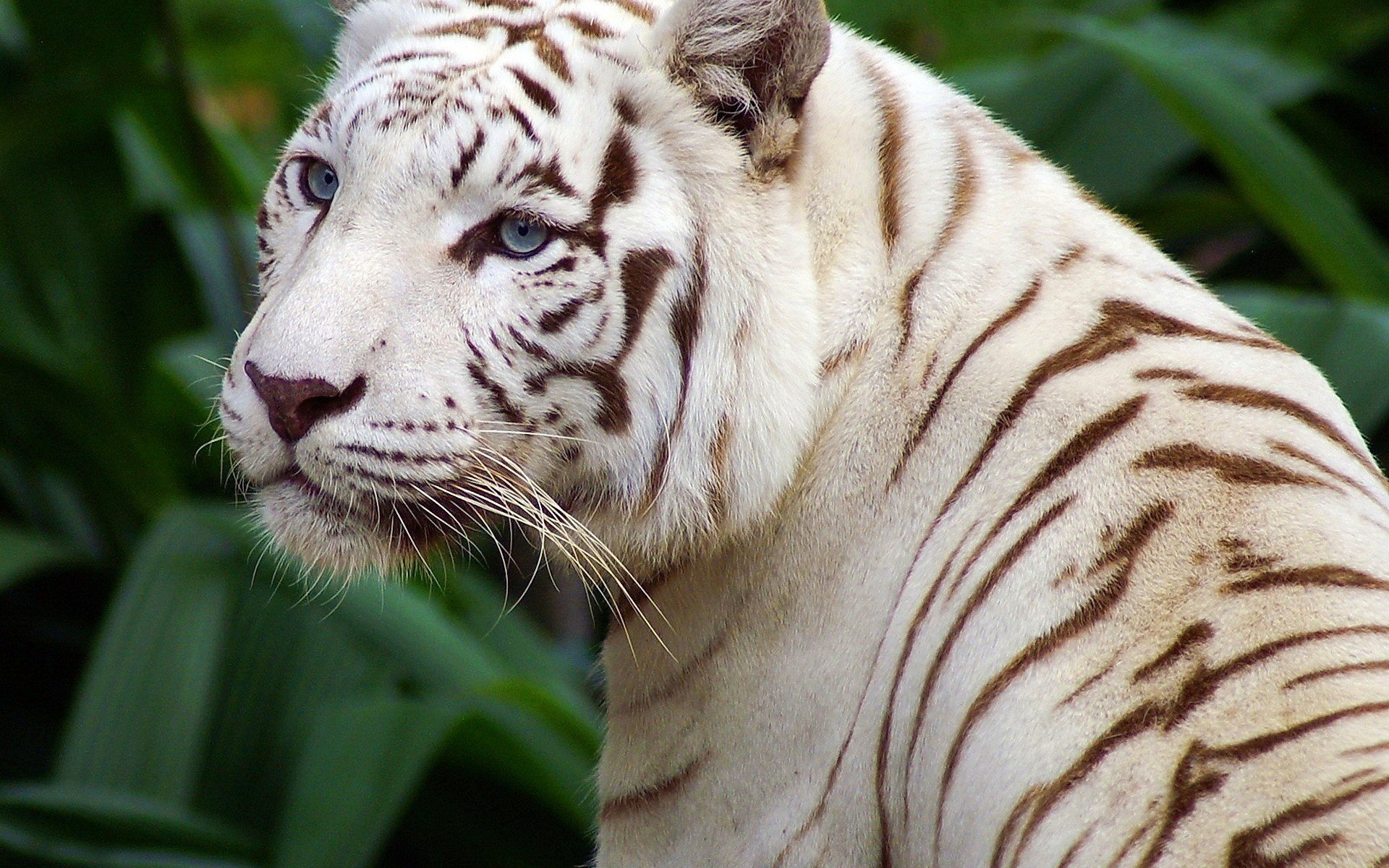 белый тигр красивый глаза полоски