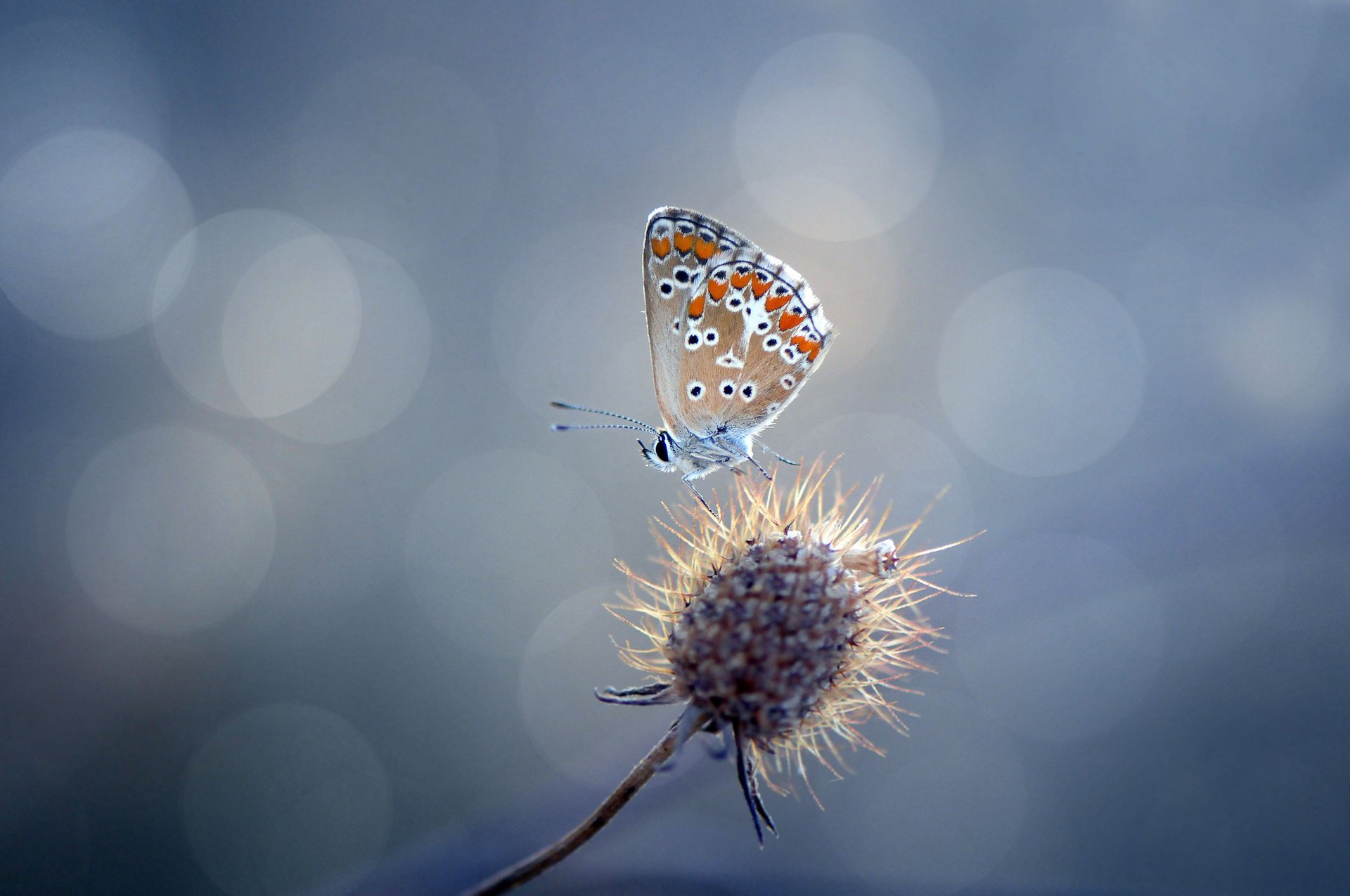 pflanze stachel schmetterling blendung