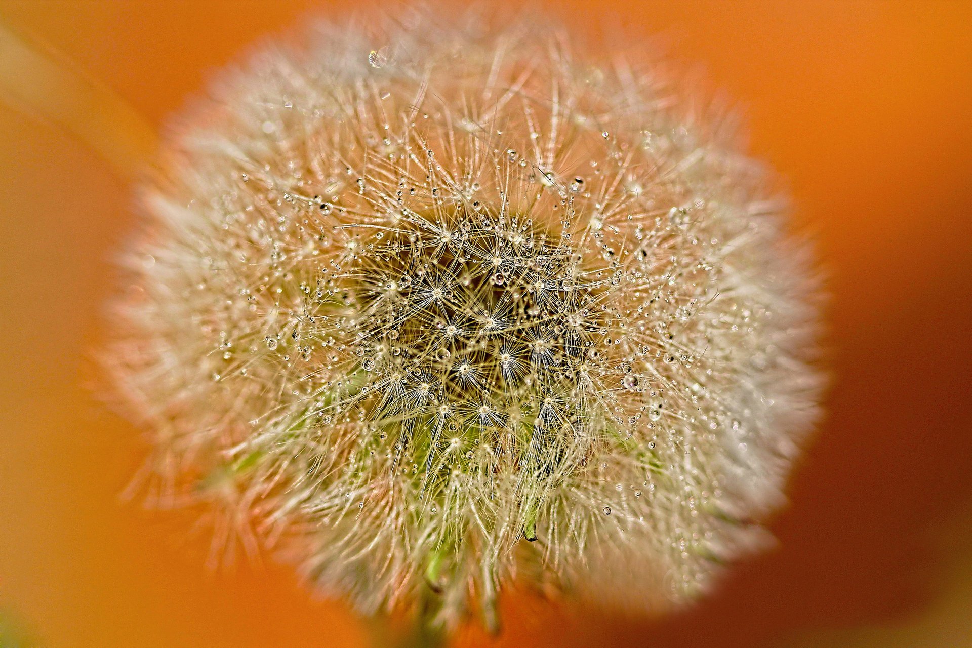 dandelion background drops rosa