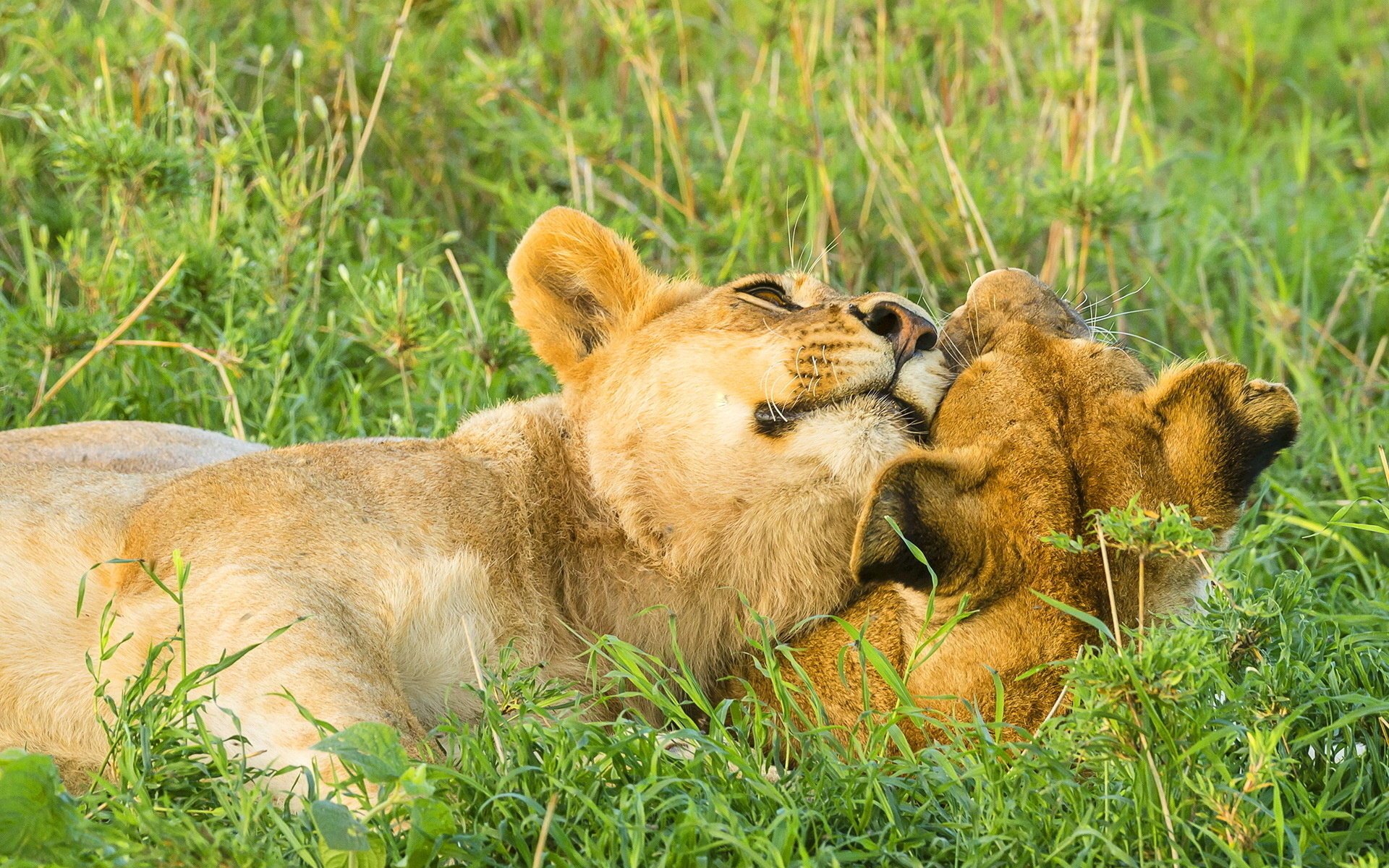 lions lion jeu belette savane couple