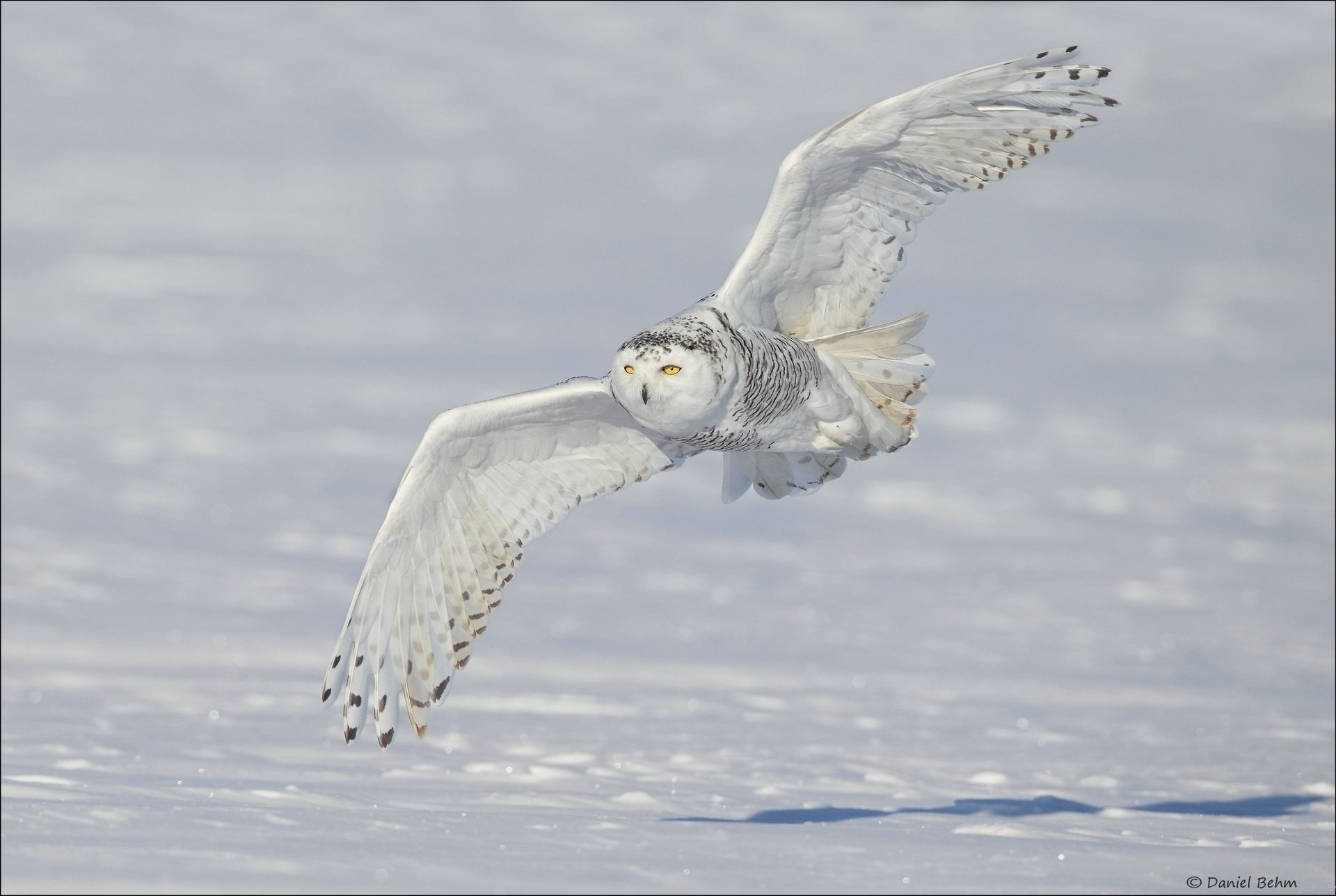 polareule schnee weiße eule flügel schneeeule winter