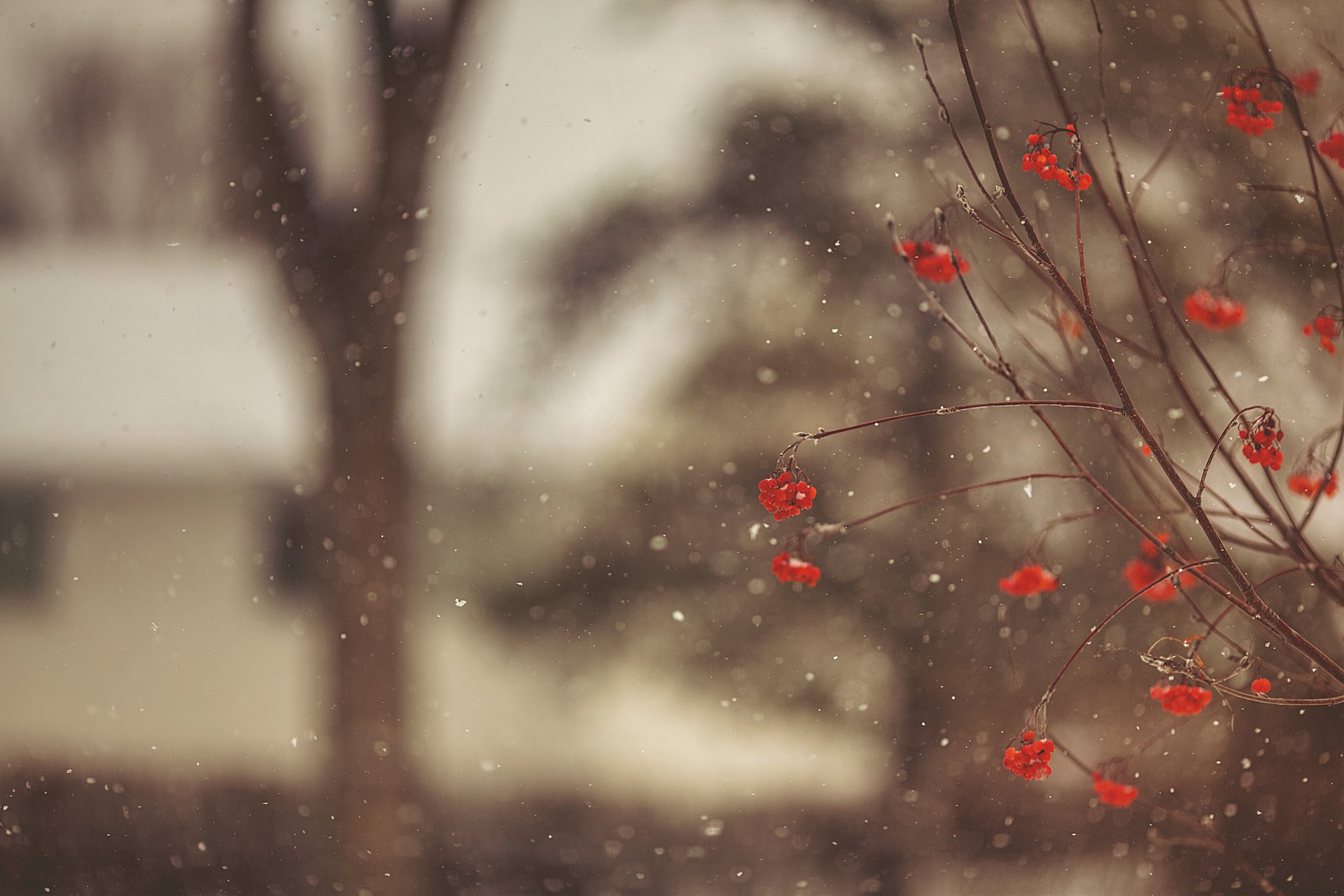 sorbo bacche albero inverno neve rosso rami