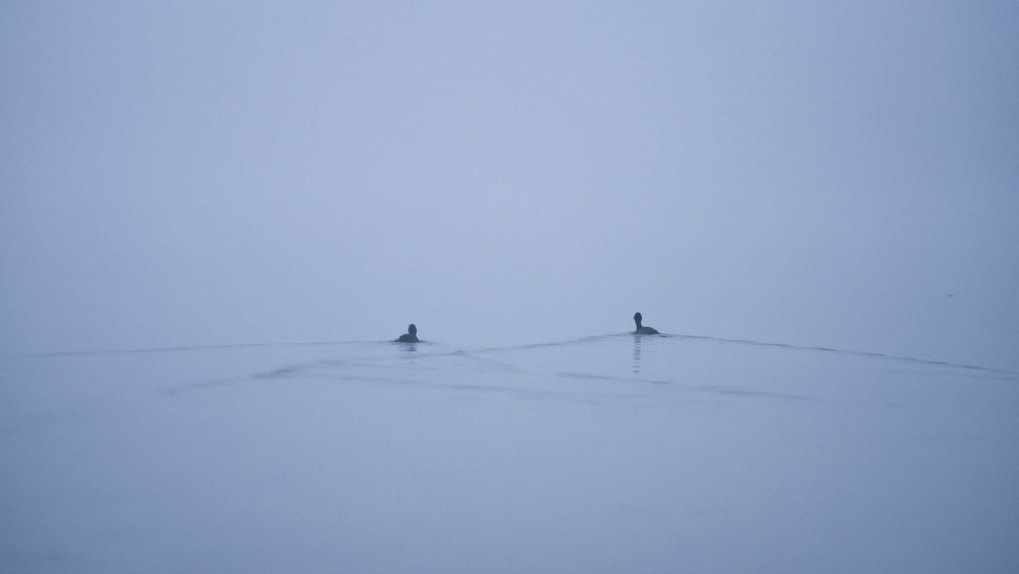 see minimalismus enten nebel