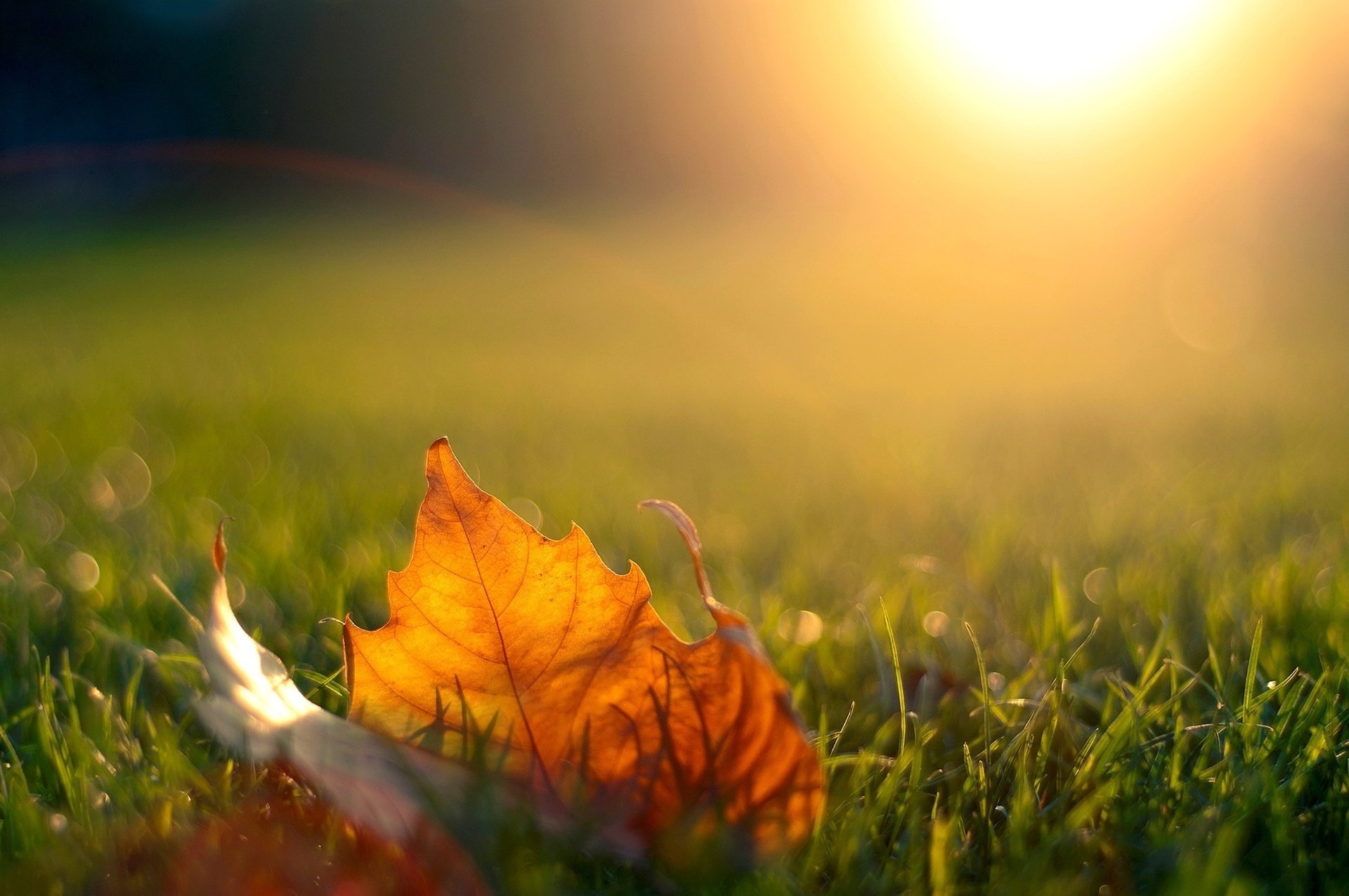 foglia autunno tramonto sole erba luce acero sera