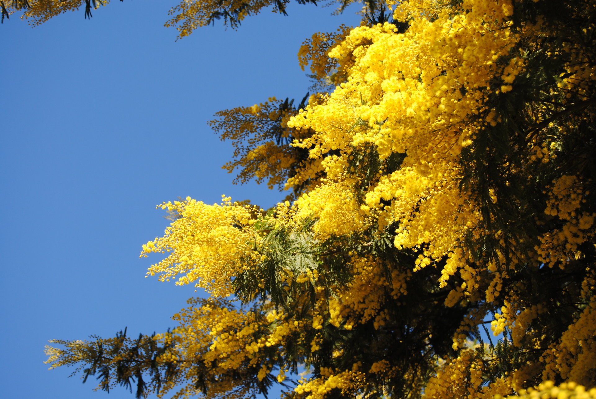 primavera mimosa árboles naturaleza cielo amarillo azul