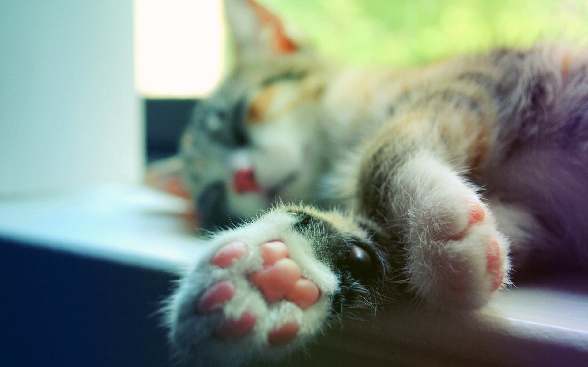 cat paws cat sleeping window sill macro