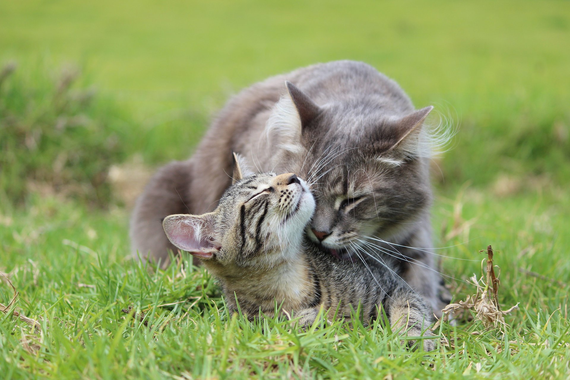 hierba gris gatito gato cuidado