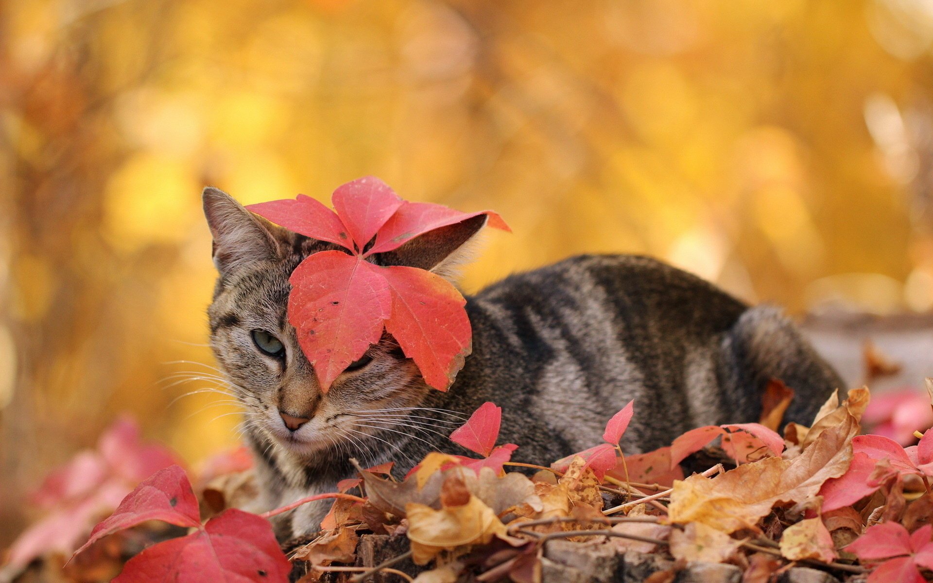 cat autumn leave