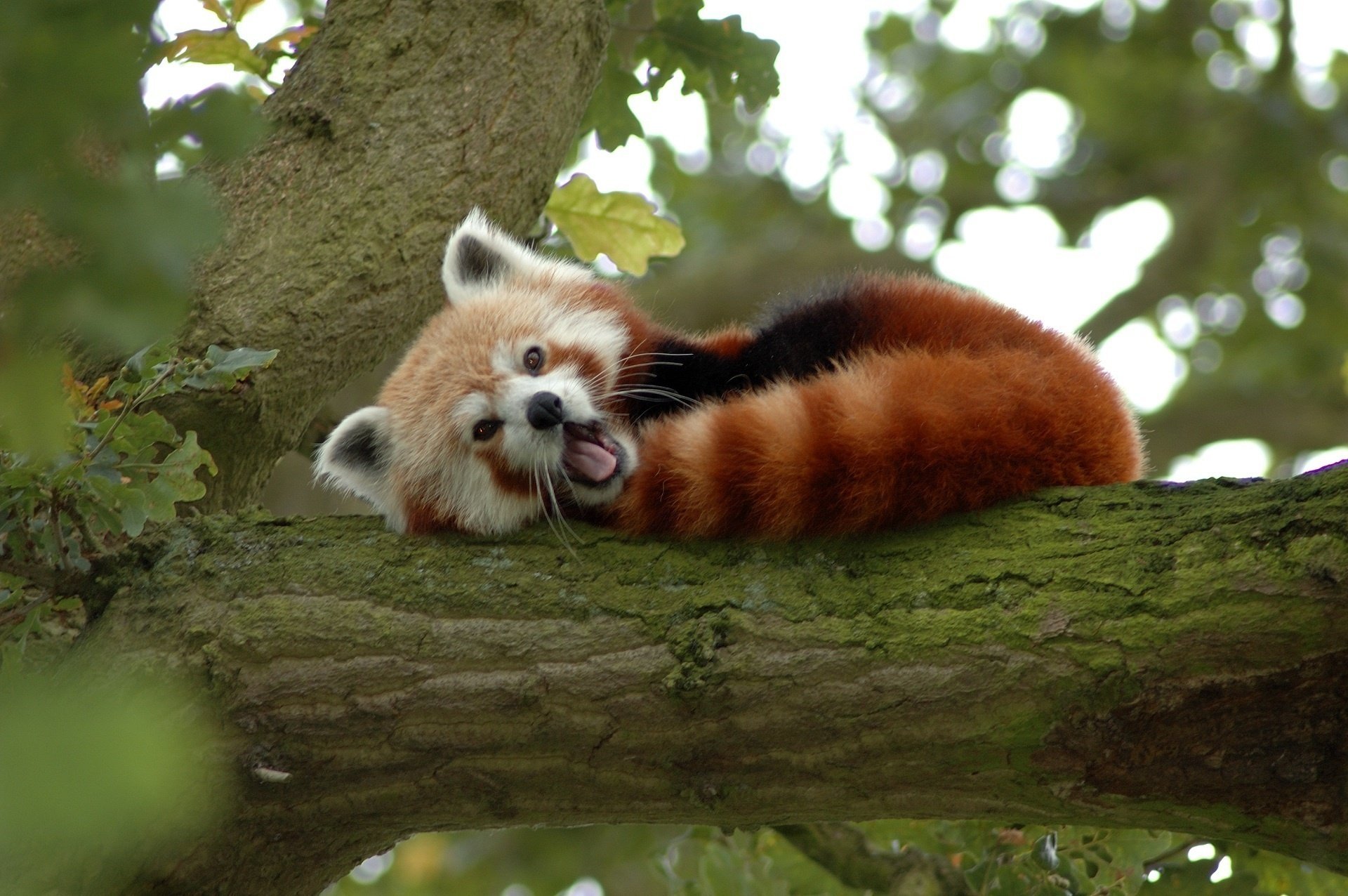 drzewo panda niedźwiedź ruda mała