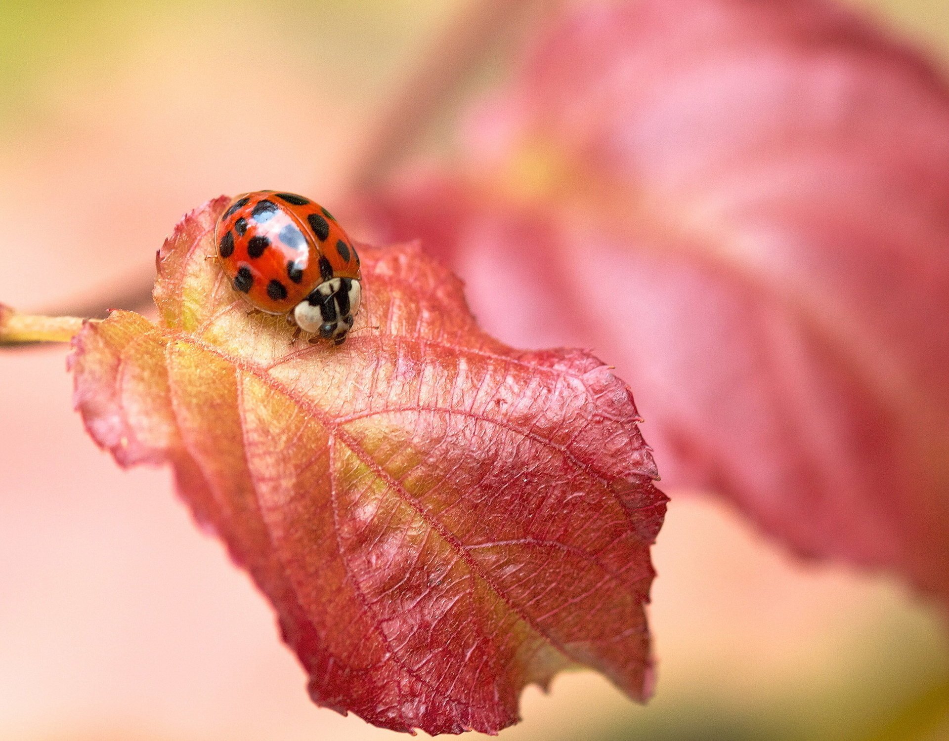 heet red insect ladybug