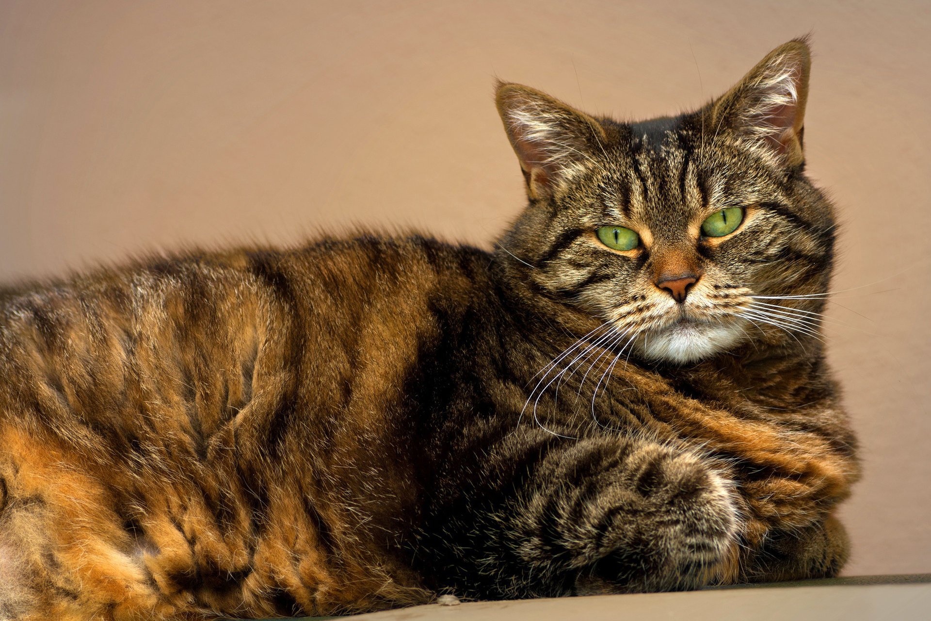 gatto occhi verde baffi gatto a strisce sguardo muso