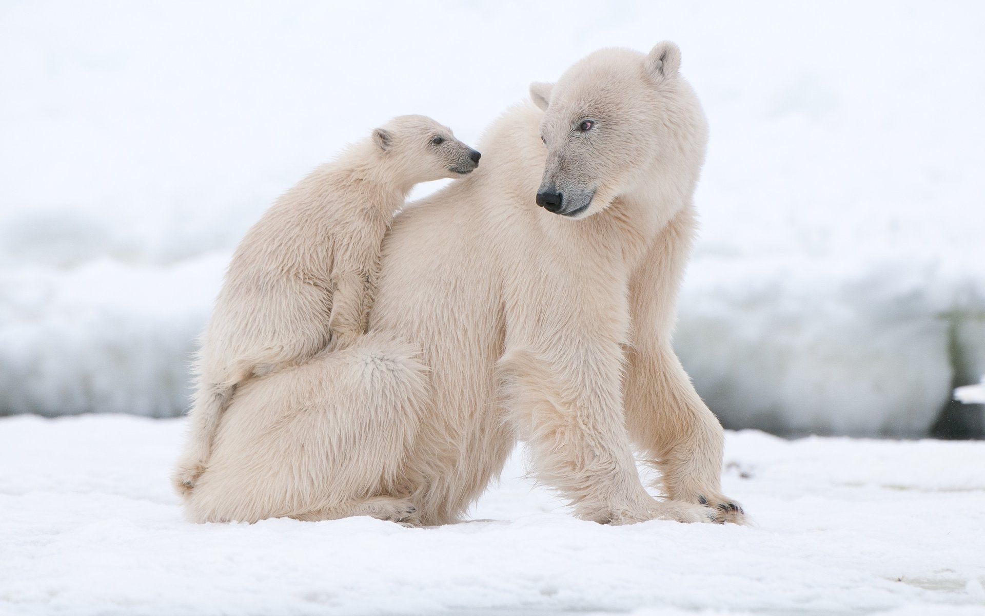 bears snow north winter white polar