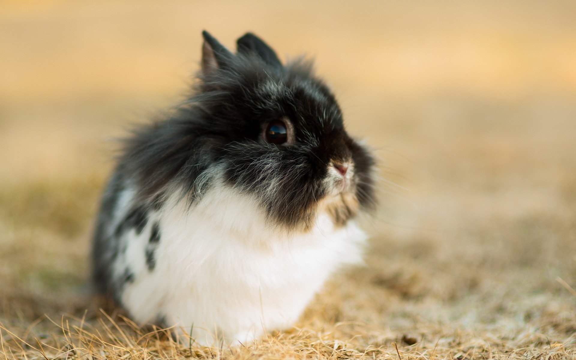 rabbit background nature