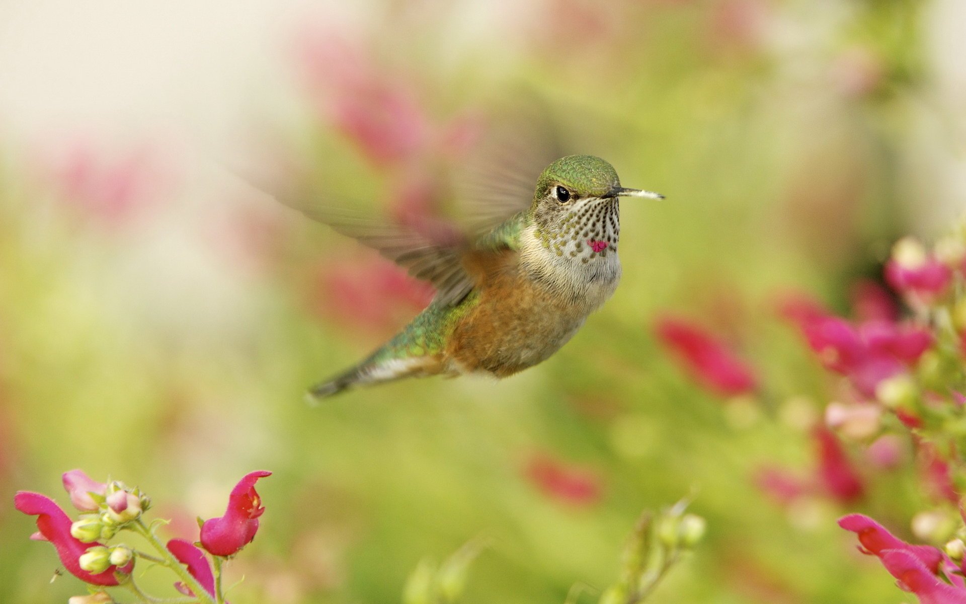 колибри птичка hummingbird макро в полете