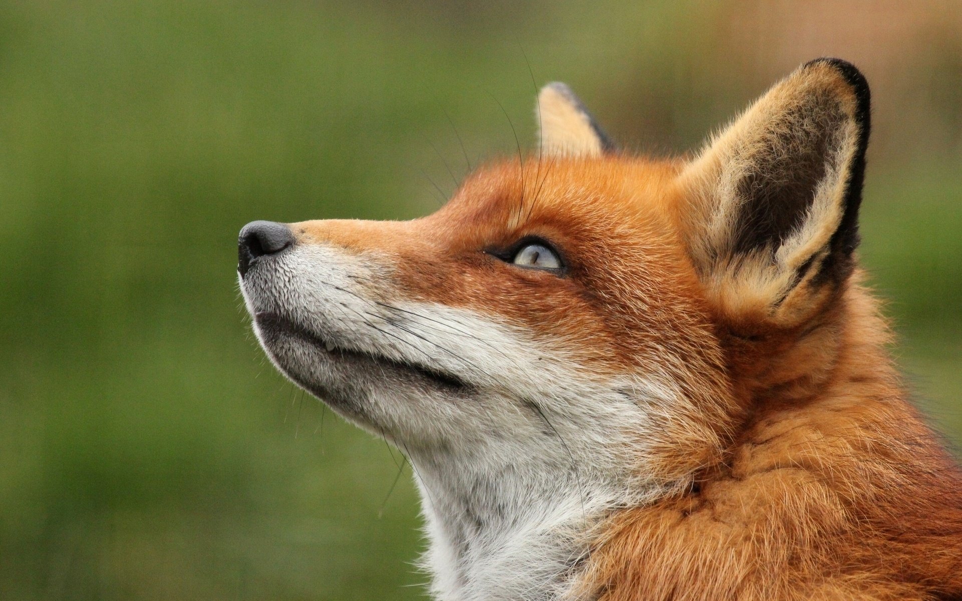 fuchs porträt rotschopf schnauze