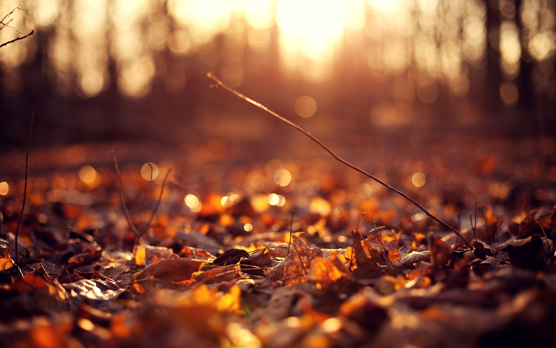 macro flowers background sun autumn leaves leave