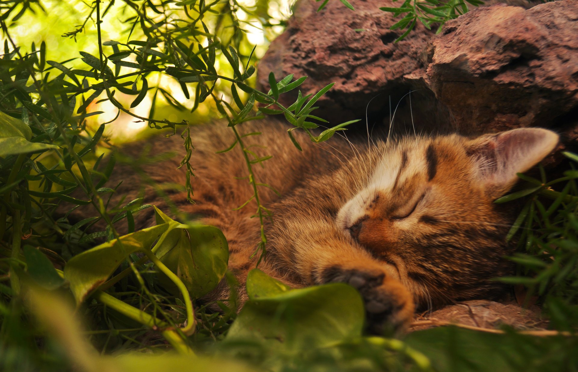 gato rojo miente gato verde gatito hojas durmiendo