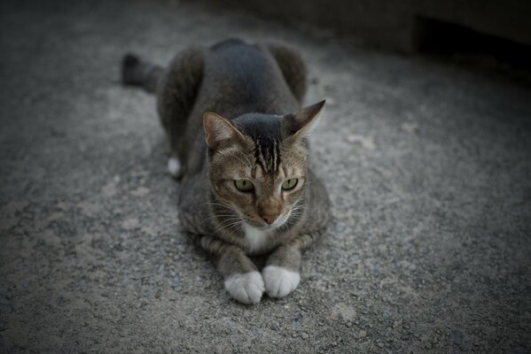 Gato gris dobló sus patas