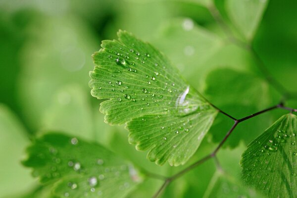 Dewdrops on small green leaves