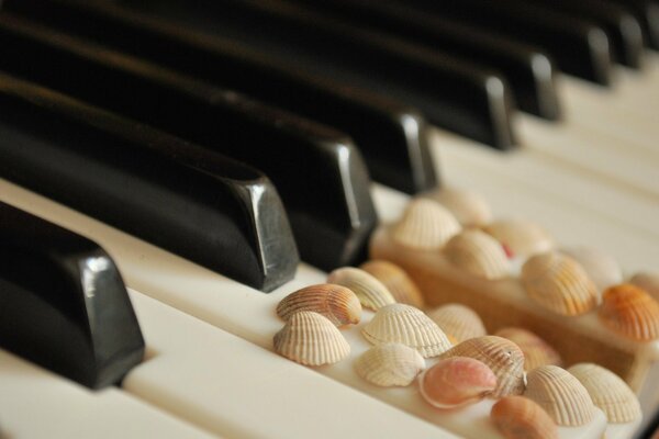 ¿Qué tienen en común las teclas del piano y las conchas marinas?