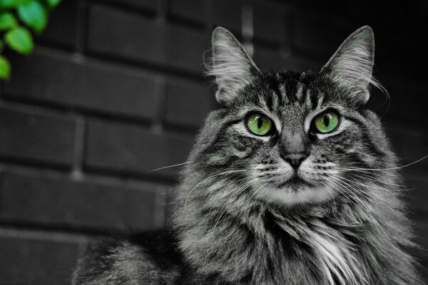 Gato peludo de ojos verdes mirando en la distancia