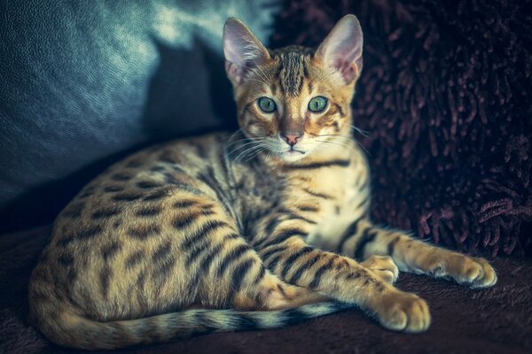 Bengal cat close-up