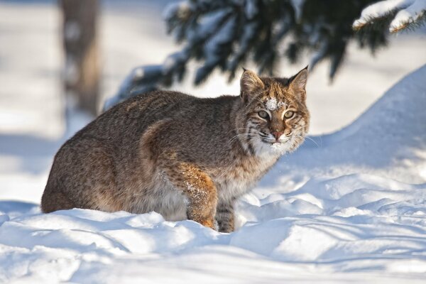 Beautiful lynx in winter in the forest