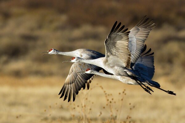 Three storks are taking off