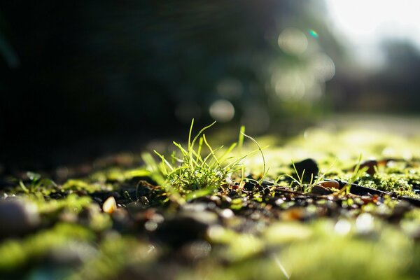 L herbe verte brille au soleil