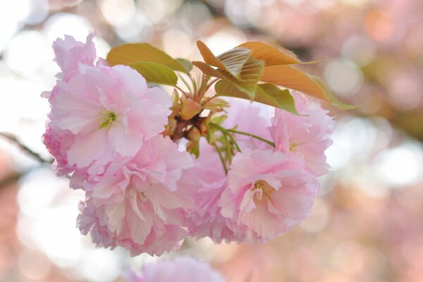 Pink flowers from the sakura tree