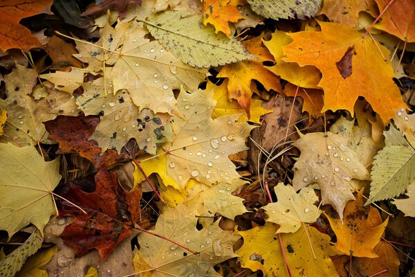 Tropfen auf Laub im Herbst