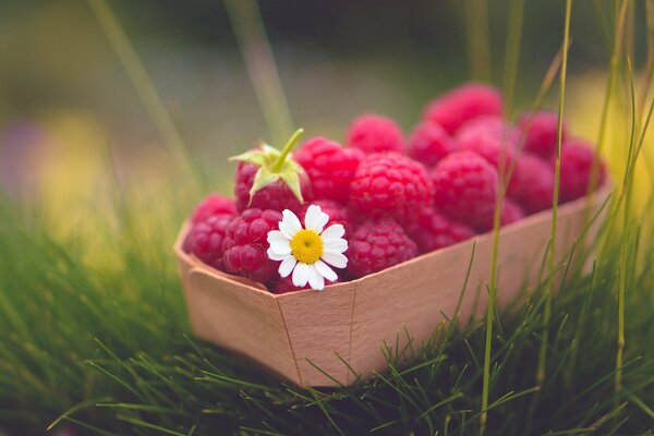 Himbeeren in einem Korb auf Gras und Kamille