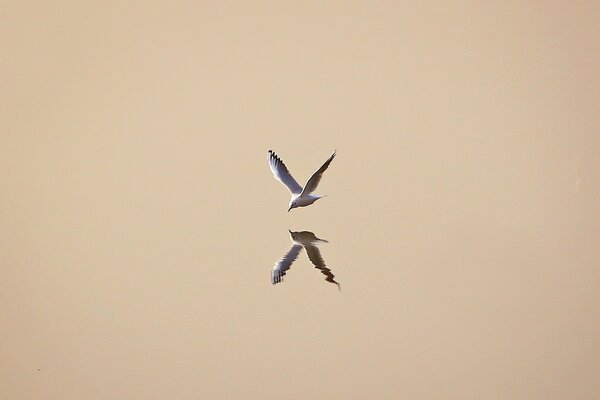 Reflection of a seagull in the water surface