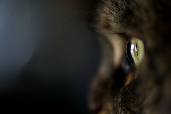 Foto de gato macro con ojo verde