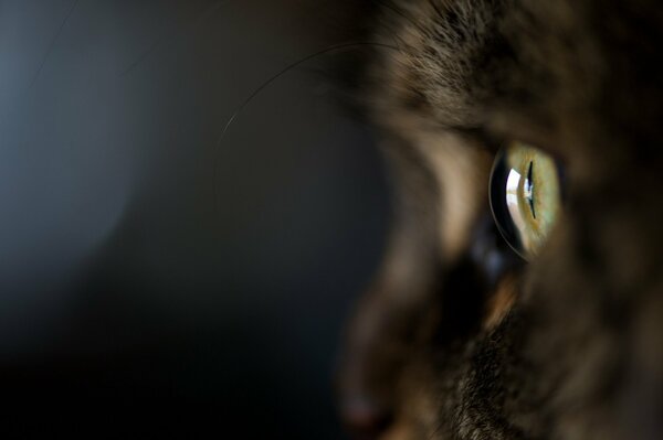 Foto di un gatto macro con un occhio verde