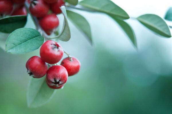 Red berries on a branch micro shooting