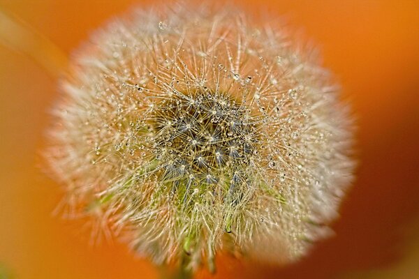 Dandelion in dew drops on an orange background