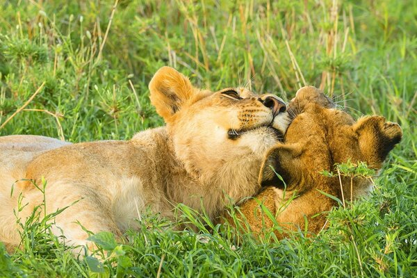 A couple of lions in the savannah are caressing