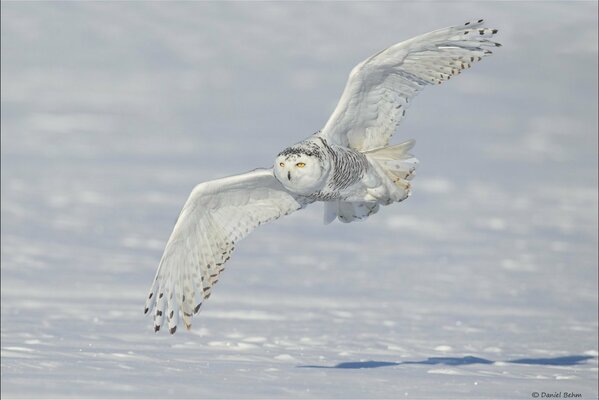 Polar owl flies against the background of white snow