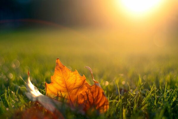 Le coucher du soleil sur l herbe tombe par la lumière